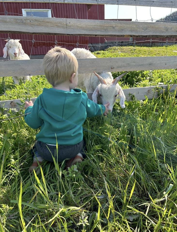 En gutt sitter i gresset og strekker hånda mot en sau.  - Klikk for stort bilde